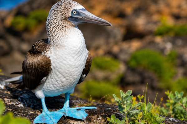 Blue-footed booby standing on volcanic rock in the Galápagos Islands