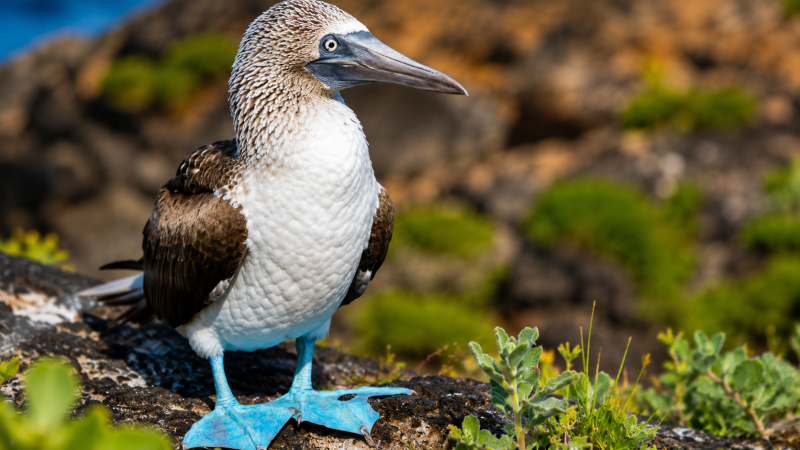 Blue-footed booby standing on volcanic rock in the Galápagos Islands