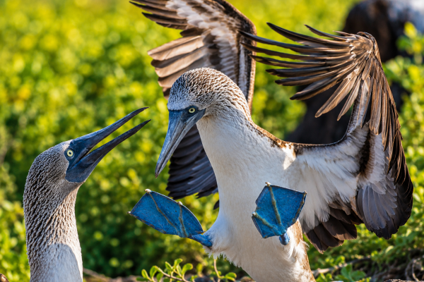 Blue-footed boobies with bright blue feet in the Galápagos Islands