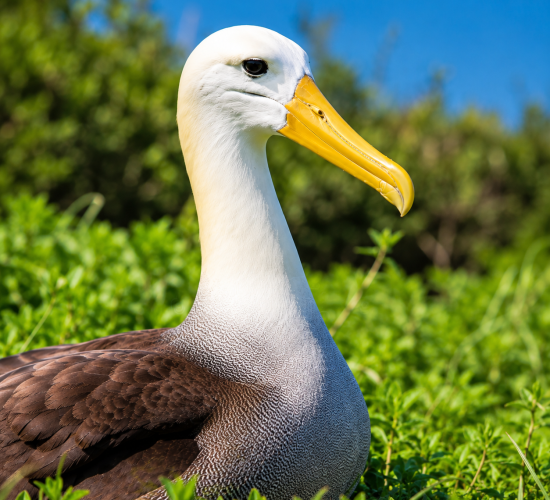 Waved Albatross in Galápagos surrounded by green vegetation