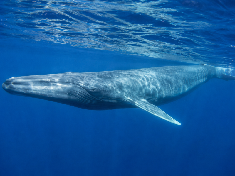 Blue whale swimming underwater in the deep blue ocean