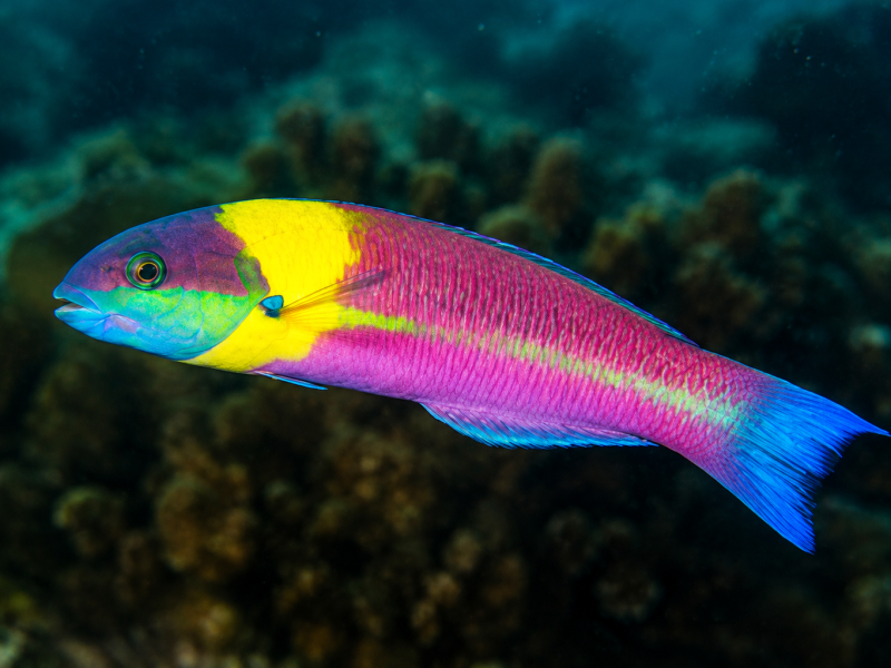 Colorful Cortez rainbow wrasse swimming underwater in the Galápagos Islands