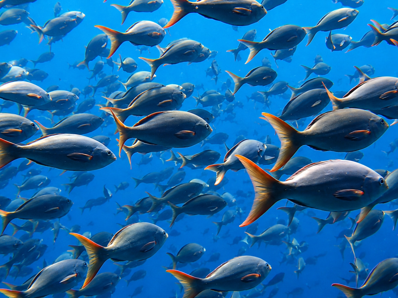 School of Creolefish swimming underwater in the Galápagos Islands