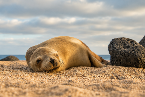 Cute Galápagos sea lions resting together on the shore