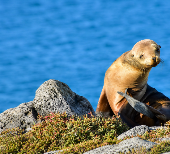 Adorable young Galápagos sea lion resting on the shore