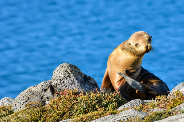 Adorable young Galápagos sea lion resting on the shore