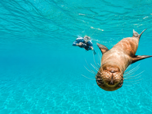 Snorkeler swimming with playful Galápagos sea lions in clear blue water