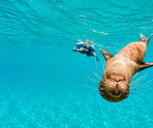 Snorkeler swimming with playful Galápagos sea lions in clear blue water