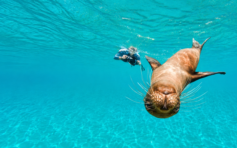 Snorkeler swimming with playful Galápagos sea lions in clear blue water