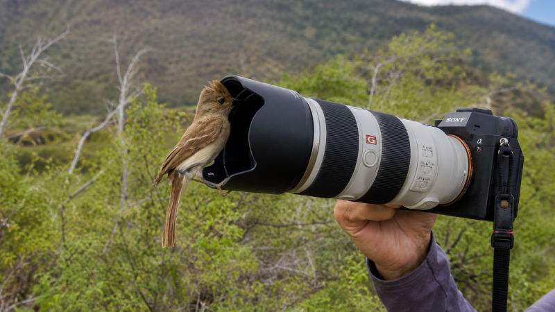 Small Galápagos bird perched on a telephoto camera lens during a wildlife photography experience.