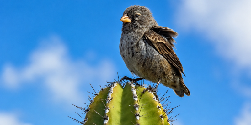 Galápagos cactus finch perched on a green cactus against a blue sky