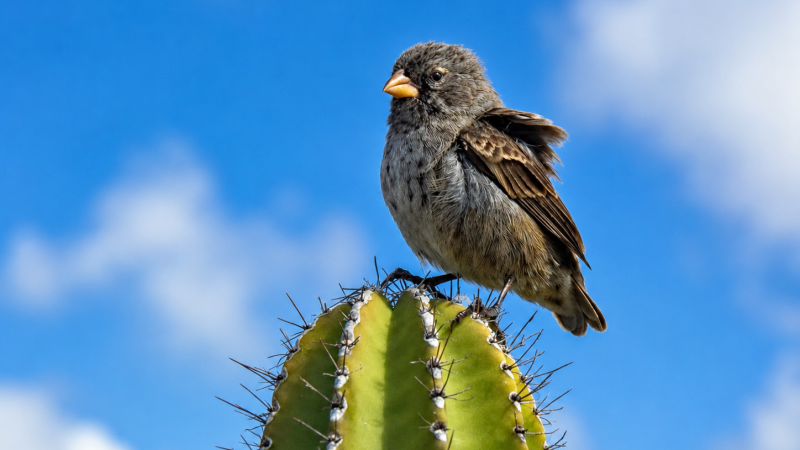 Galápagos cactus finch perched on a green cactus against a blue sky
