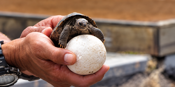 Galápagos giant tortoise hatchling resting on an egg during a conservation program