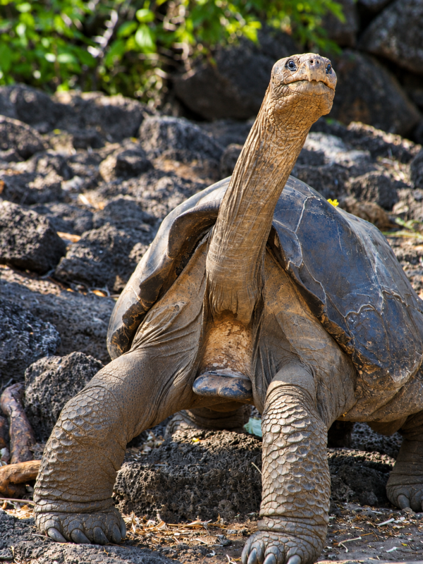 Galápagos giant tortoise with long neck resting on volcanic rocks in the Galápagos Islands