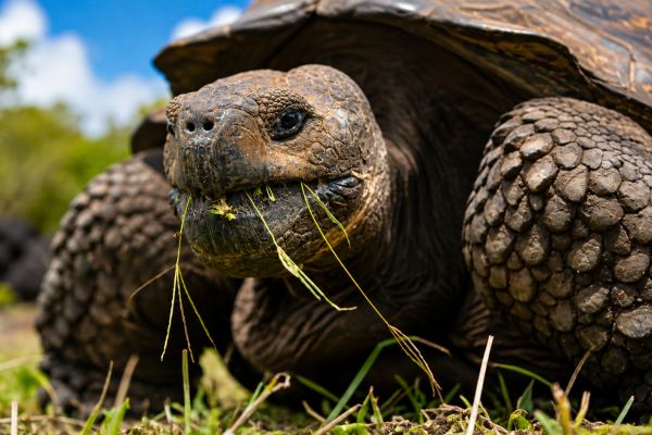 Galápagos giant tortoise walking through its natural habitat on Santa Cruz Island