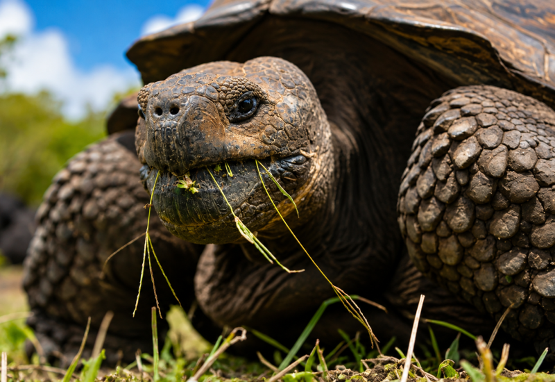 Galápagos giant tortoise walking through its natural habitat on Santa Cruz Island