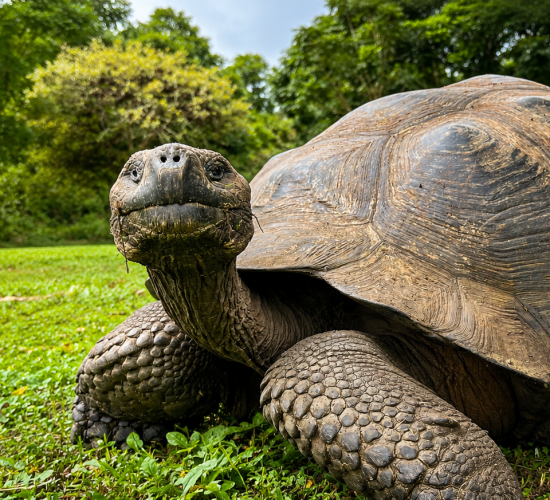 Galápagos giant tortoise in its natural habitat