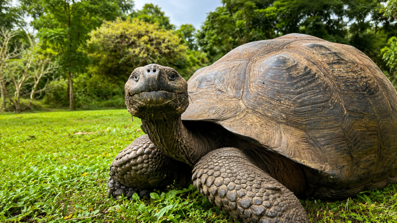 Galápagos giant tortoise in its natural habitat