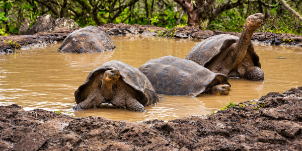 Galápagos giant tortoises soaking in a muddy pond in their natural habitat