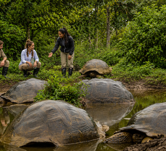 Galápagos giant tortoises gathered in their natural habitat