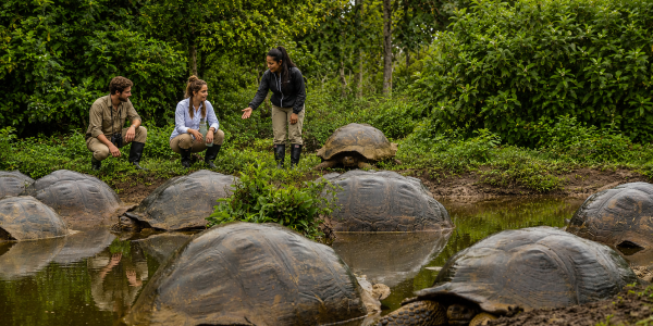 Galápagos giant tortoises gathered in their natural habitat