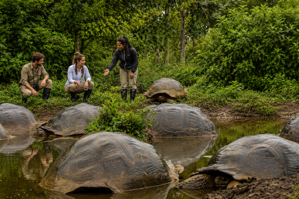 Galápagos giant tortoises gathered in their natural habitat