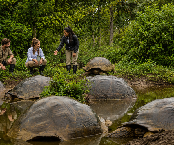 Galápagos giant tortoises gathered in their natural habitat
