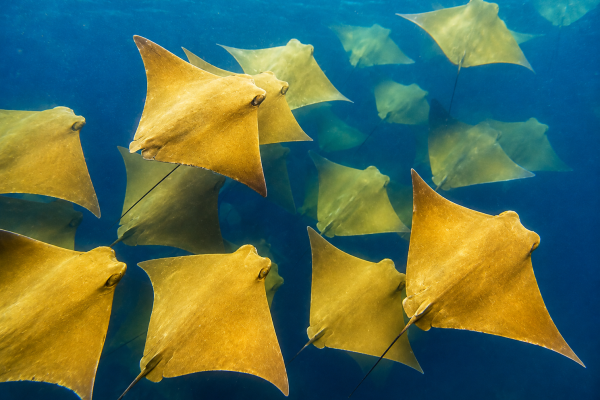 School of Golden rays swimming through clear blue water in the Galápagos