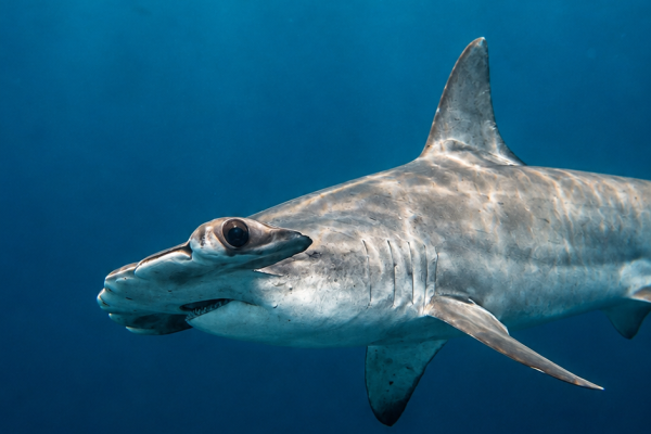 Hammerhead shark swimming through deep blue water in the Galápagos
