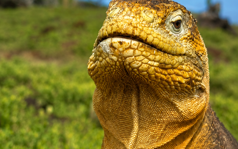 Galápagos land iguana standing in its natural habitat