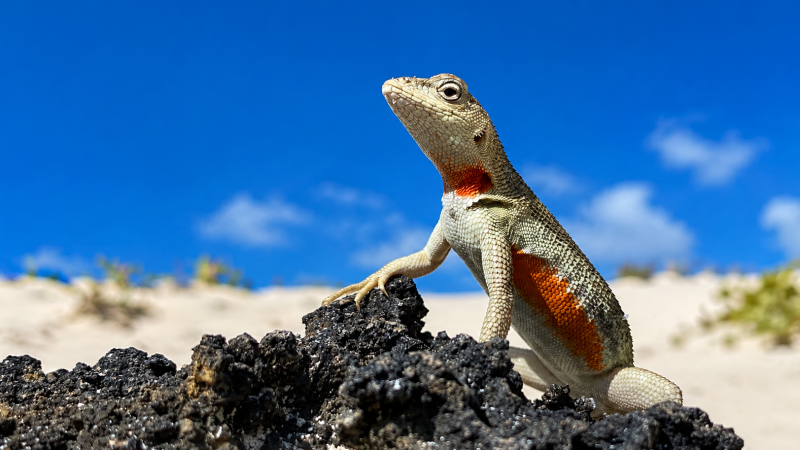 Galápagos lava lizard resting on volcanic rock in its natural habitat