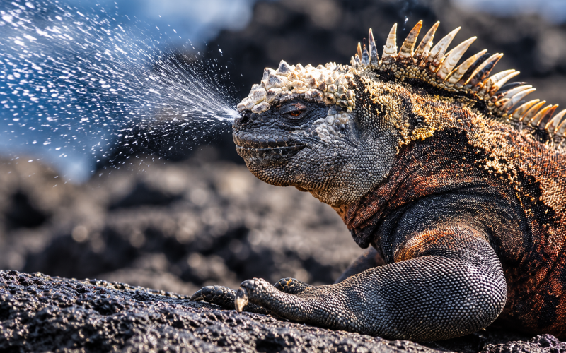 Galápagos marine iguana excreting salt on lava rocks
