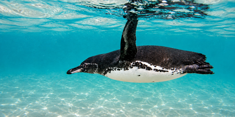 Galápagos penguin swimming underwater just below the ocean surface