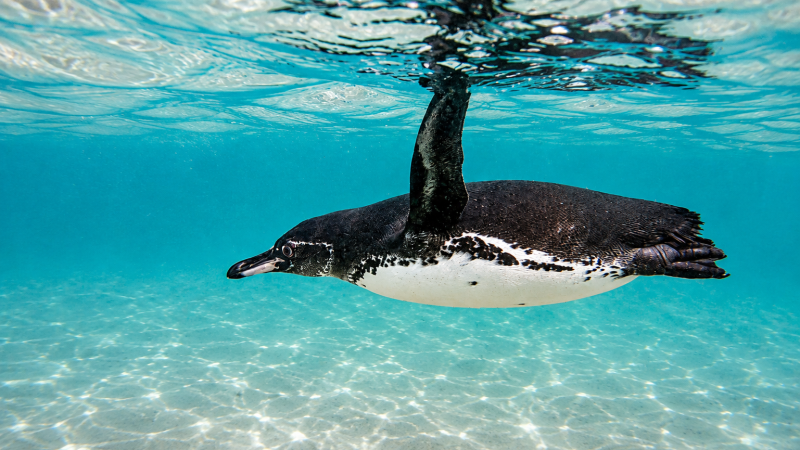 Galápagos penguin swimming underwater just below the ocean surface
