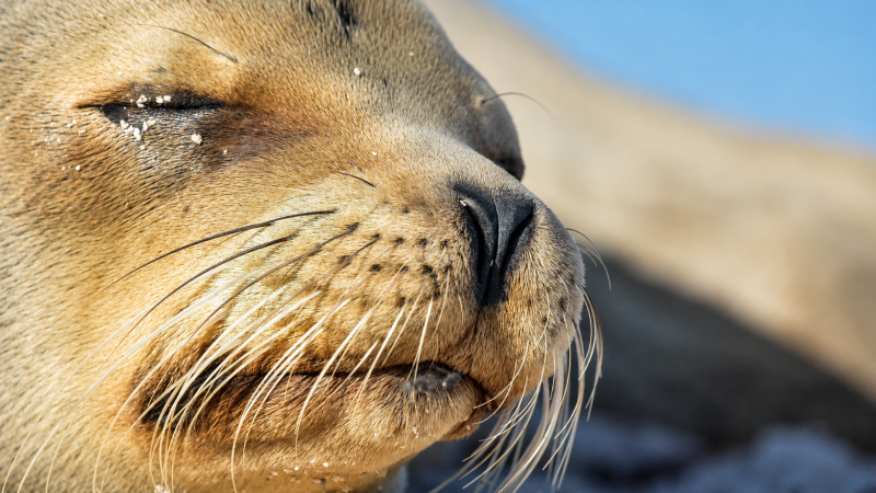 Close-up of a Galápagos sea lion showing its face and whiskers