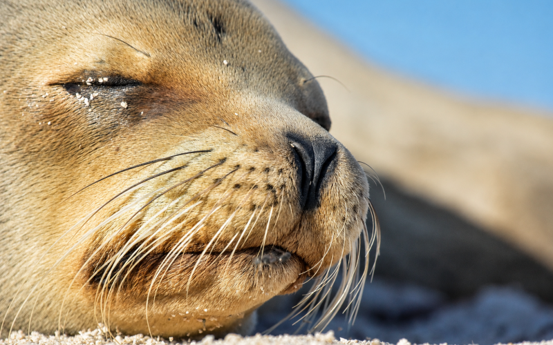 Close-up of a Galápagos sea lion showing its face and whiskers
