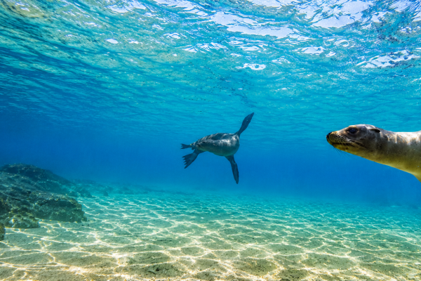 Galápagos sea lion swimming underwater in clear blue water