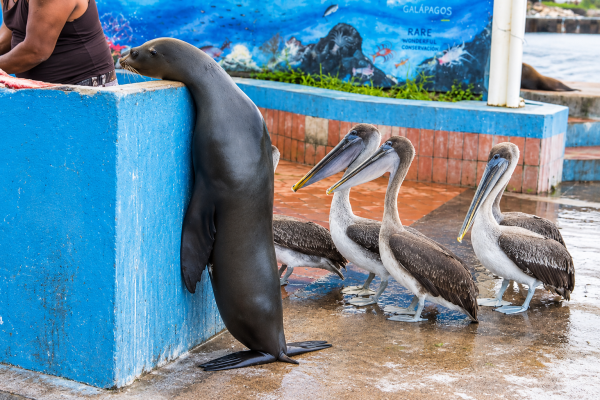 Galápagos sea lion and brown pelicans at a fish market in San Cristóbal, Galápagos