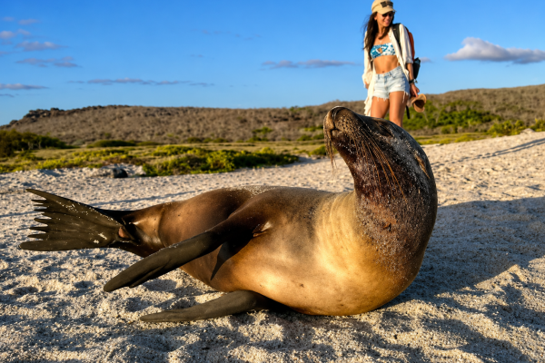 Galápagos Sea Lion on the Beach