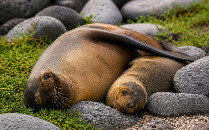 Two Galápagos sea lions embracing on Seymour Island