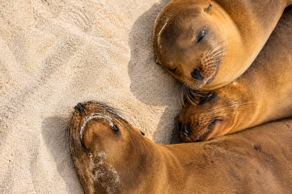 Two Galápagos sea lions hugging and resting together