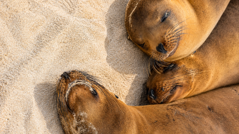 Two Galápagos sea lions hugging and resting together