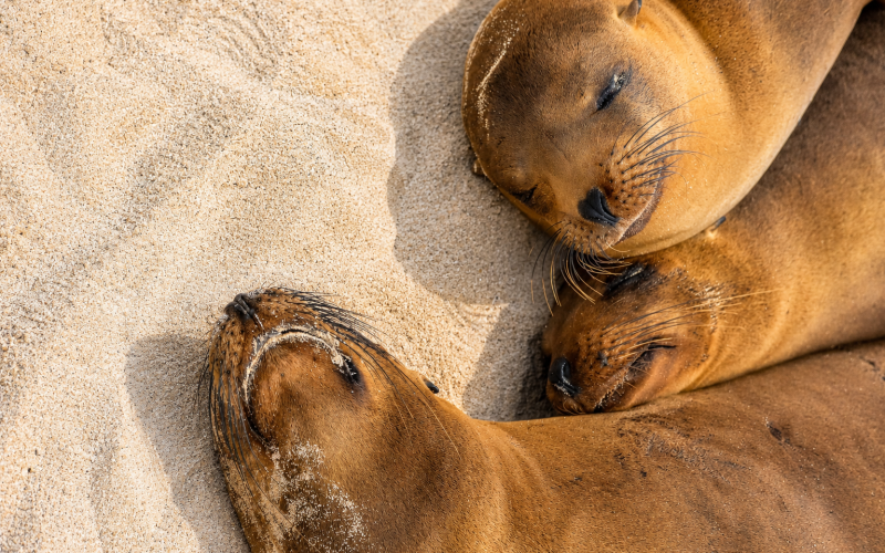 Two Galápagos sea lions hugging and resting together