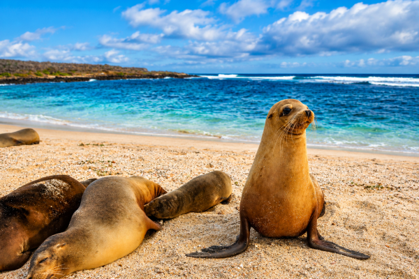 Galápagos sea lions resting on La Lobería Beach in San Cristóbal