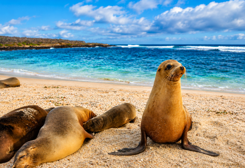 Galápagos sea lions resting on La Lobería Beach in San Cristóbal