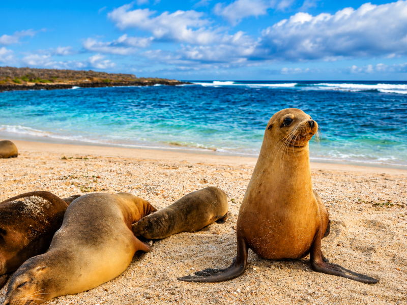 Galápagos sea lions resting on La Lobería Beach in San Cristóbal