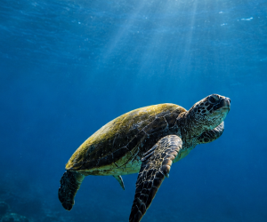 Green sea turtle swimming through clear blue water in the Galápagos