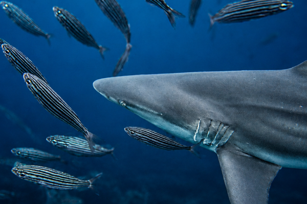 Galápagos shark swimming underwater among schools of striped fish