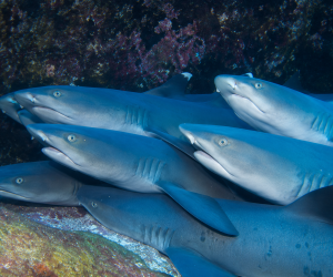 Galápagos sharks swimming together along a rocky underwater reef