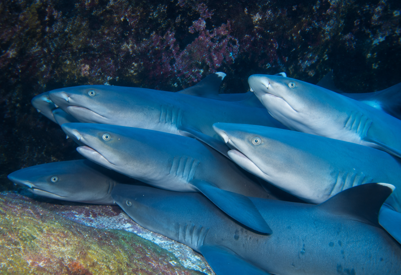 Galápagos sharks swimming together along a rocky underwater reef